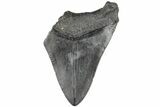 Partial Megalodon Tooth #194055-1
